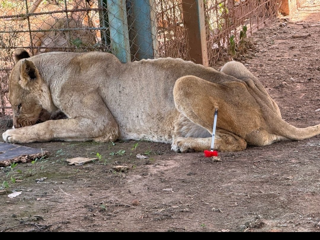 SimaroNgongoMba's tweet image. LES FORCES DU PROGRÈS #UDPS DE @TSHISEKEDI #LIBÈRENT DES #LIONS SAUVAGES DES FERMES DU GÉNÉRAL @JOHN NUMBI POUR FAIRE #DÉVORER LES #KATANGAIS. 
TSHISEKEDI VEUT MASSACRER LES KATANGAIS PAR DES CARNASSIERS. 

- Plusieurs lions sont visibles dans la ville de Lubumbashi. FÉLIX