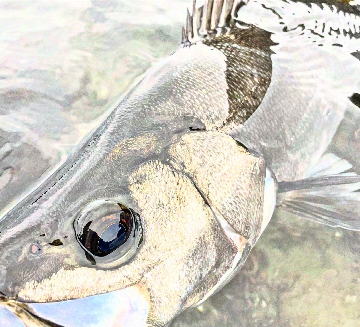 nb159burton's tweet photo. トルクのある70アップをゲット。
#房総半島
#外房
#南房
#ヒラスズキ 
#seabass
#seabassfishing 
#ripplefisher 
#Avarice103m
#20ステラsw4000xg 
#gophish 
#タックルハウス
#tklm90sp 
#megabas 
#カゲロウ100f https://t.co/lbAEtgZkAJ