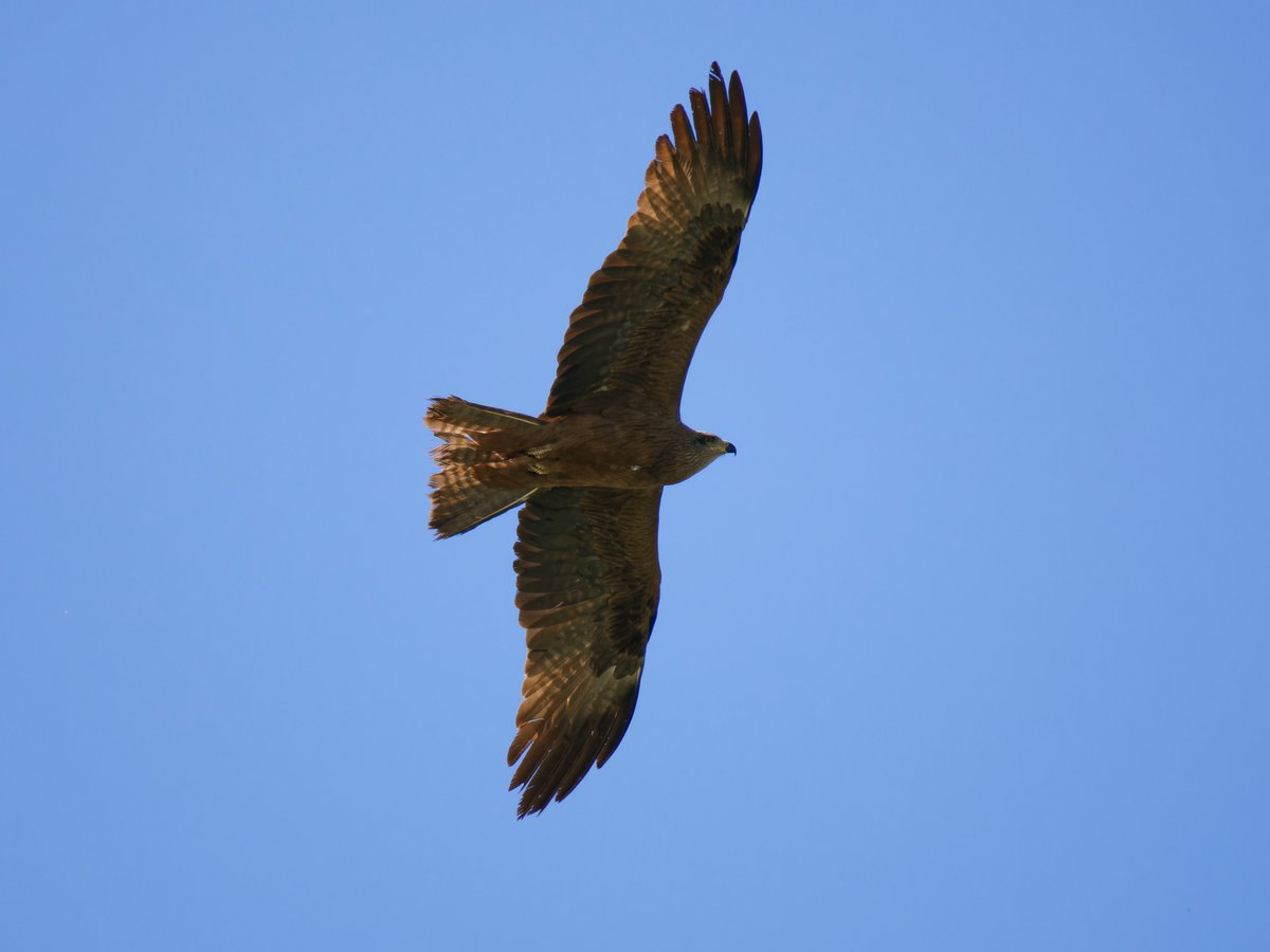 pues las primeras con la om-1 me falta muuuuuucho