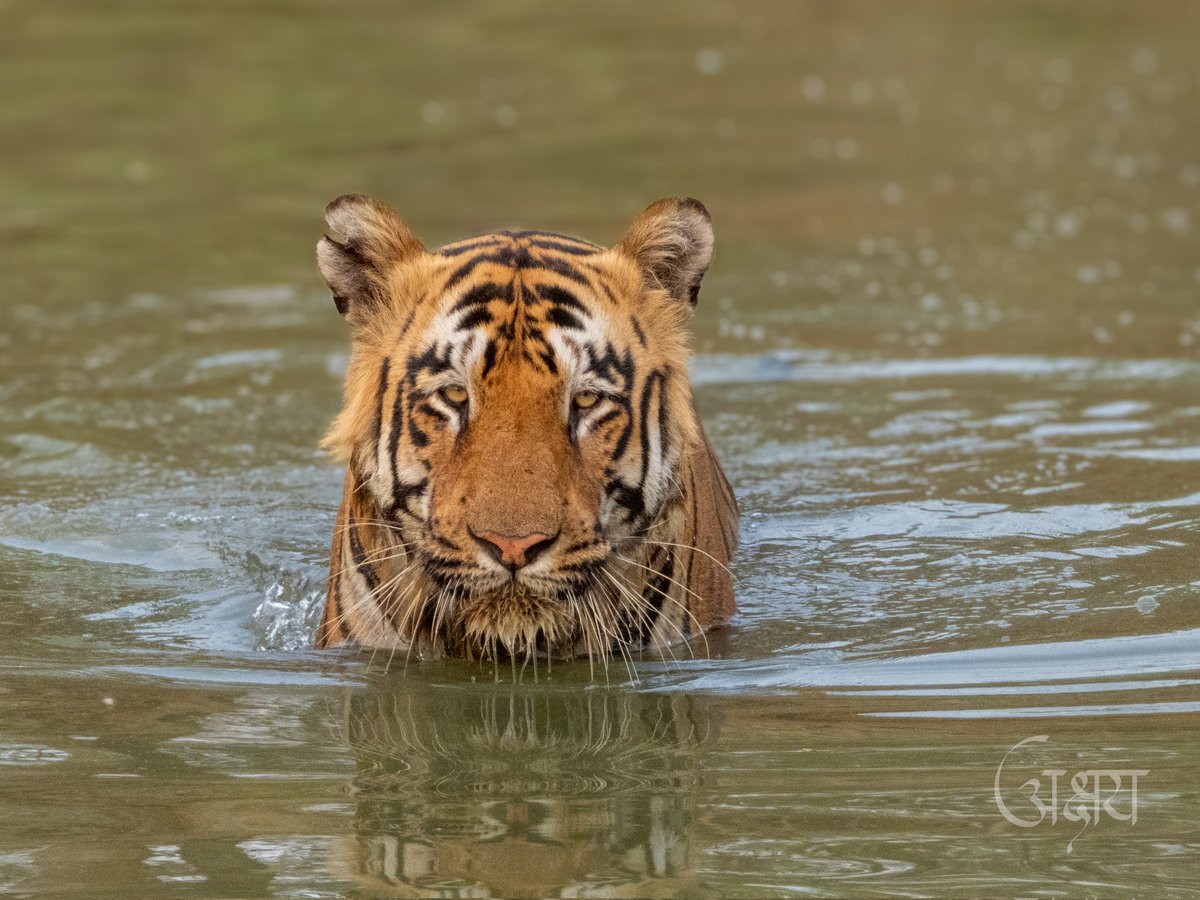Vd_Akshay's tweet photo. Let's see your mammals photography,
Mighty Xylo from TATR https://t.co/sZ3nijRBs9