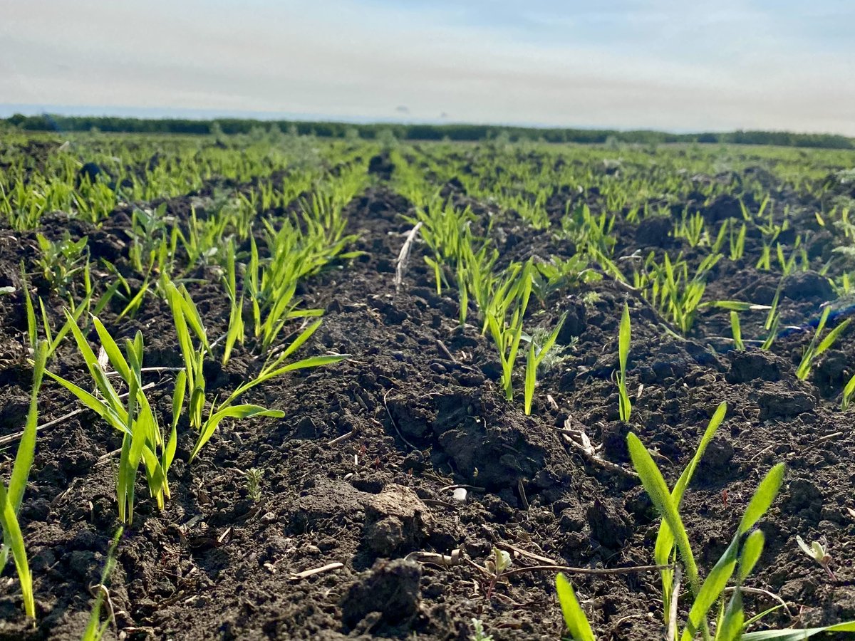 Parrish & Heimbecker, Ltd (@parrishheimbeck) on Twitter photo With seed now in the ground, make sure that your crop is protected. Each crop has a different critical weed-free period to keep in mind to maximize yield potential at harvest. Visit your local P&H to plan for your in-crop herbicide strategy: parrishandheimbecker-ag.com/find-a-locatioâŚ
đ¸: Kyra M With seed now in the ground, make sure that your crop is protected. Each crop has a different critical weed-free period to keep in mind to maximize yield potential at harvest. Visit your local P&H to plan for your in-crop herbicide strategy: parrishandheimbecker-ag.com/find-a-locatioâŚ
đ¸: Kyra M