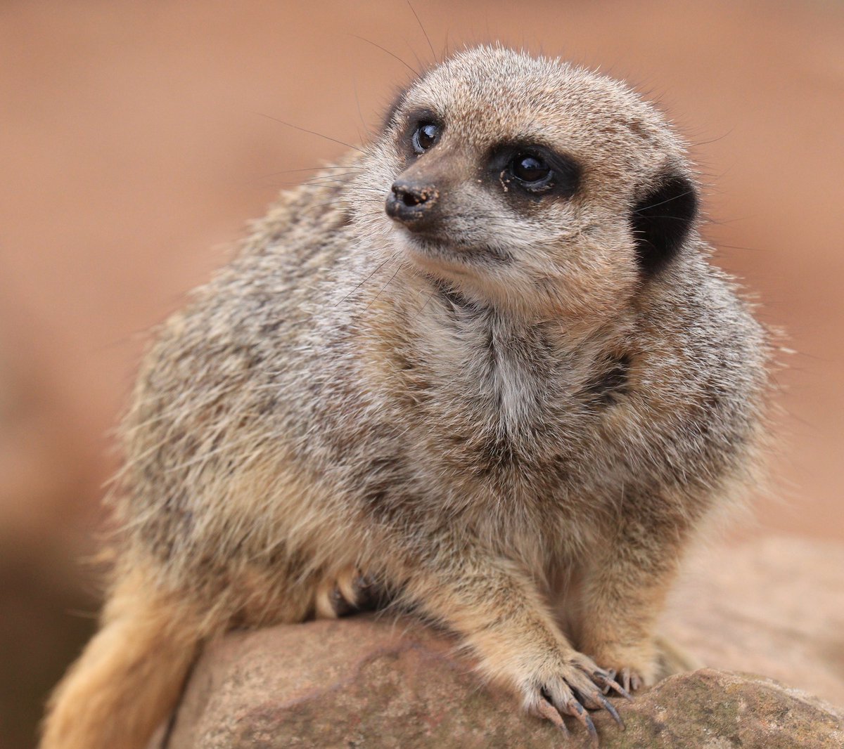 Meerkat from Matlock Farm Park