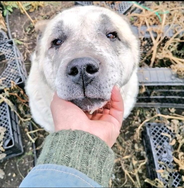 Hiçbir şey söylenmedi.
Ne bir pankart vardı, ne bir bağırış.
Sadece bir baş,
yavaşça bir avuca yaslandı.

O bakışı gördük.
Bahtiyar’ın gözlerinde bir yer vardı:
Her gelenin hoş geldiği,
kimsenin hor görülmediği bir yer.

O masalı birlikte yazmıştık.
Şimdi yeniden yazmalıyız.