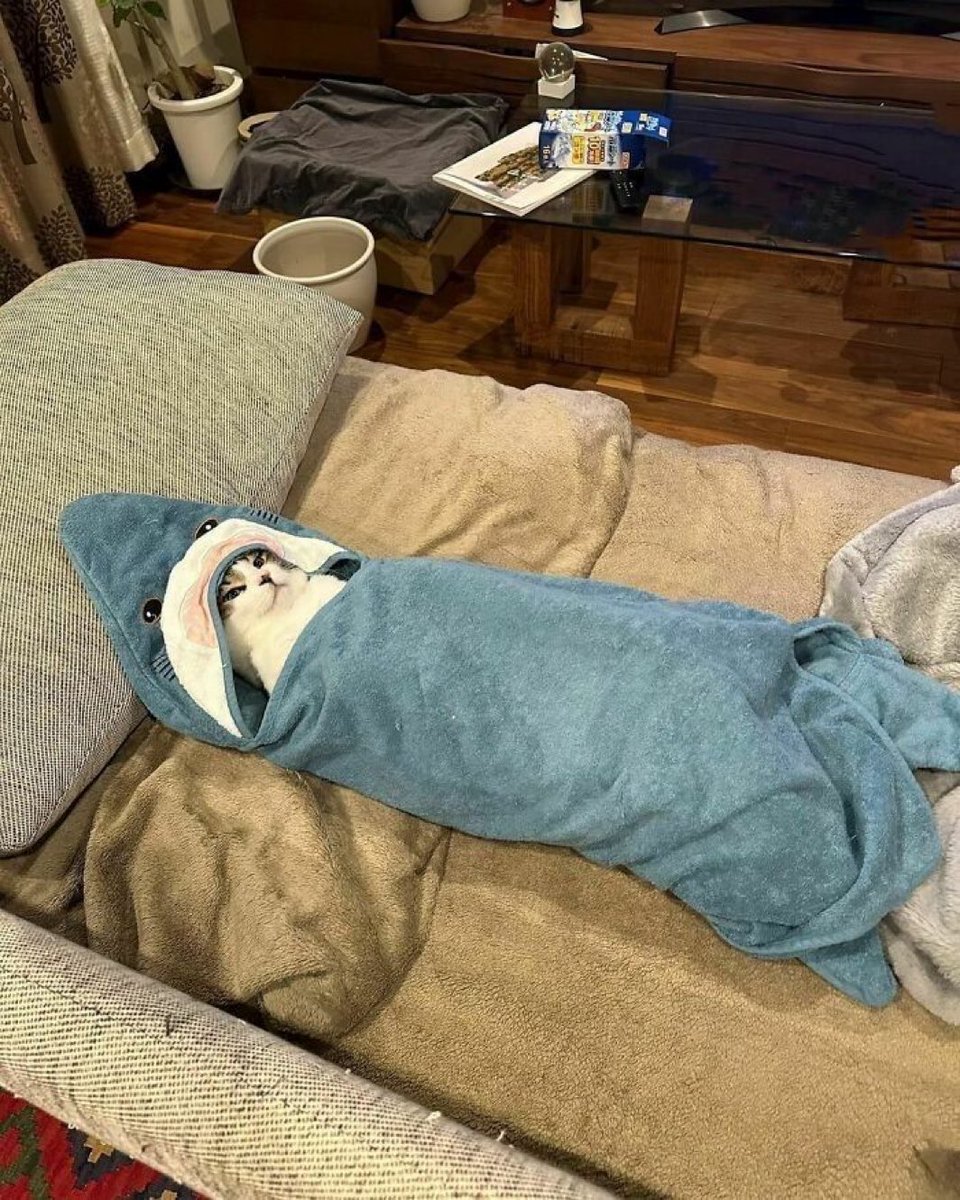 animalkyat's tweet image. 実家の猫元気？と母にラインしたら送られてきた写真