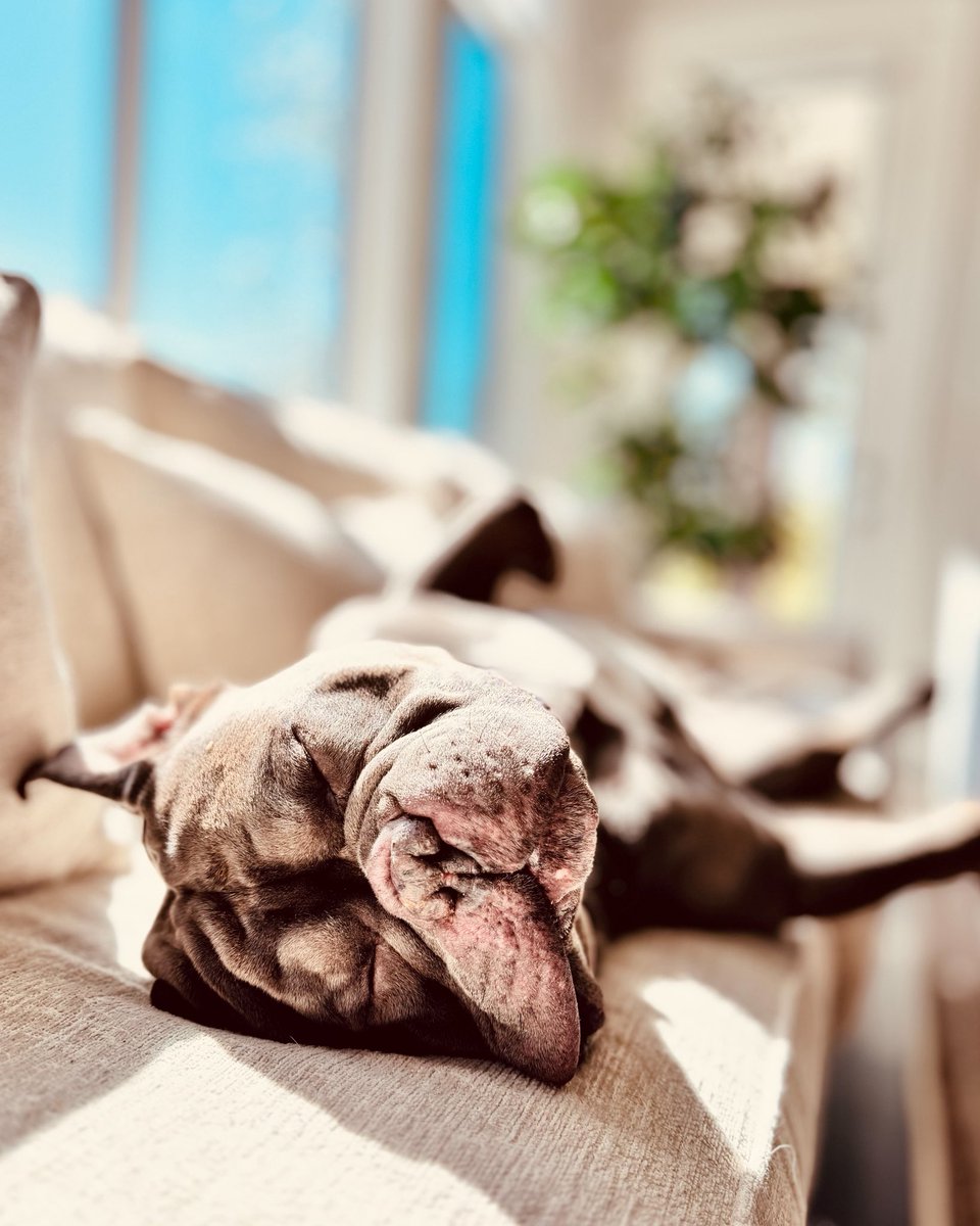 squish_biscuit's tweet photo. Soaking sunbeam like a solar panel that's how the squished biscuit charges his battery #dogs #squishbiscuit #solarpanel https://t.co/Q2tS7USY0O