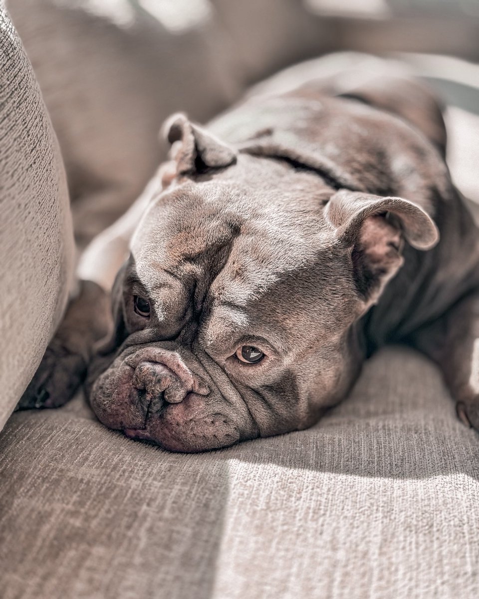 squish_biscuit's tweet photo. Soaking sunbeam like a solar panel that's how the squished biscuit charges his battery #dogs #squishbiscuit #solarpanel https://t.co/Q2tS7USY0O