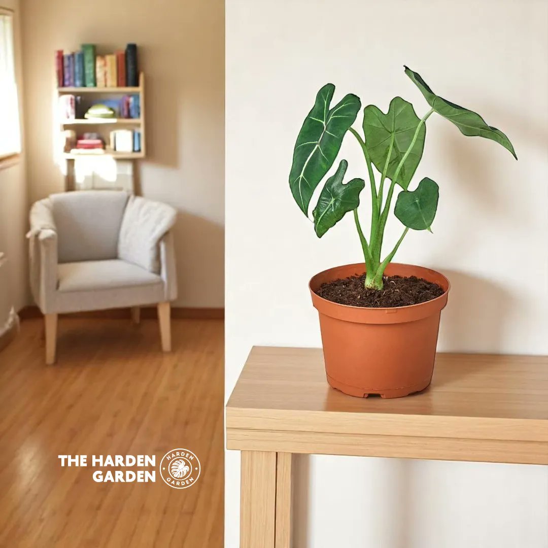 harden_garden's tweet image. Some plants whisper. Alocasia ‘Frydek’ commands the room.

Velvet leaves. Bold energy. Main character vibes. 💅🪴

✨ 25% off plants ends tonight!

#AlocasiaFrydek #StatementMaker #RarePlants  #SupportAGinger #SupportARedhead  #GingerOwned