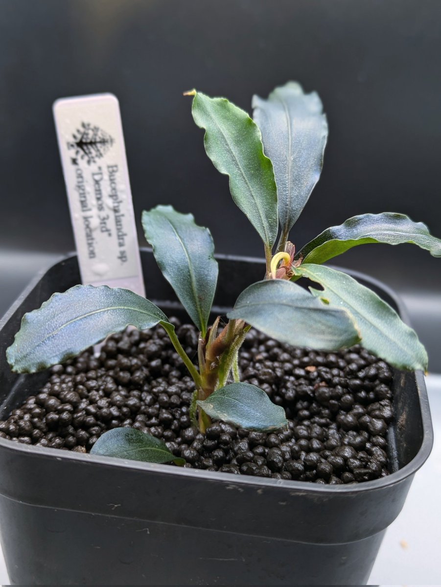 Bucephalandra.Diablo ブセファランド ラ ディアブロ Bucephalandra.Diablo ブセファランド ラ ディアブロ - メルカリ