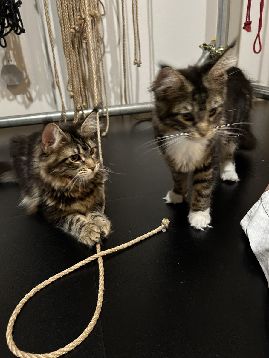 メインクーンの美人姉妹をお迎えしてあまりの可愛さに悶絶しとる🐈

女王様2人に囲まれてマゾ生活スタートだな。