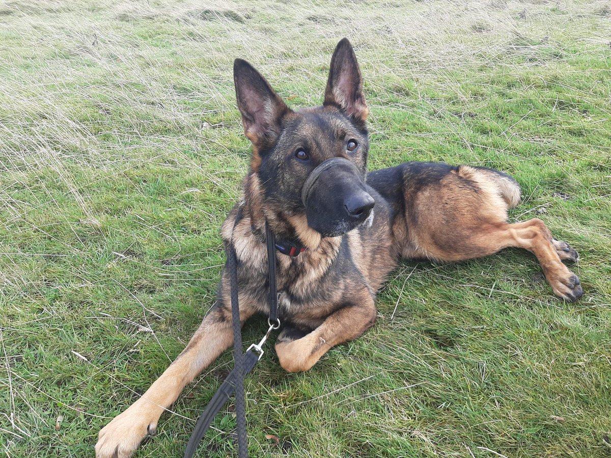 Sadie is 3yrs old and she has had a very unsettled life, Sadie can live with older kids and walks well with other #dogs but will need an exp and pet free home please 
#GermanShepherd #Notts 
gsrelite.co.uk/sadie-7/