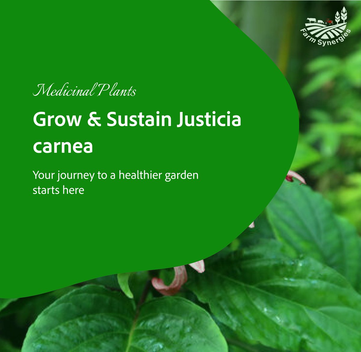 FarmSynergies's tweet photo. 🌿 Want to grow the powerful Justicia carnea?
Here’s how to plant, nourish, and sustain this medicinal + nutritional gem!
☀️ Thrives in tropical climates
🪴 Propagated by stem cuttings
💧 Loves moisture + rich soil
🔗 https://t.co/65XgzO1IMP | #FarmSynergies #JusticiaCarnea https://t.co/nIPWPt1DlJ
