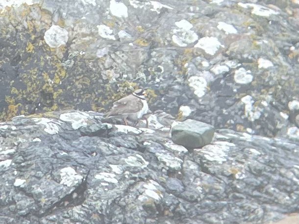 W82Matt's tweet image. Trip to Llanddwyn Island this morning before the rain and hoards. Seals, Oystercatcher and Ringed Plover with young. @BNAscience @RSPBCymru @Natures_Voice