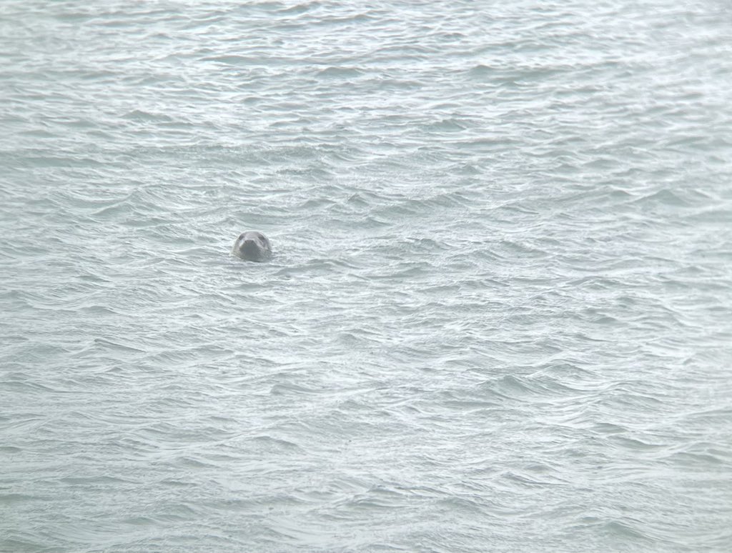 W82Matt's tweet image. Trip to Llanddwyn Island this morning before the rain and hoards. Seals, Oystercatcher and Ringed Plover with young. @BNAscience @RSPBCymru @Natures_Voice