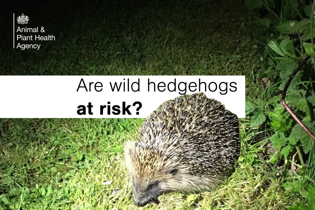 🦔 Could a newly discovered virus be the reason European hedgehogs, once a common sight in our hedgerows, have declined in numbers in the UK?

Find out in our latest #APHAscience blog: 👇 
aphascience.blog.gov.uk/2025/05/23/dec…
