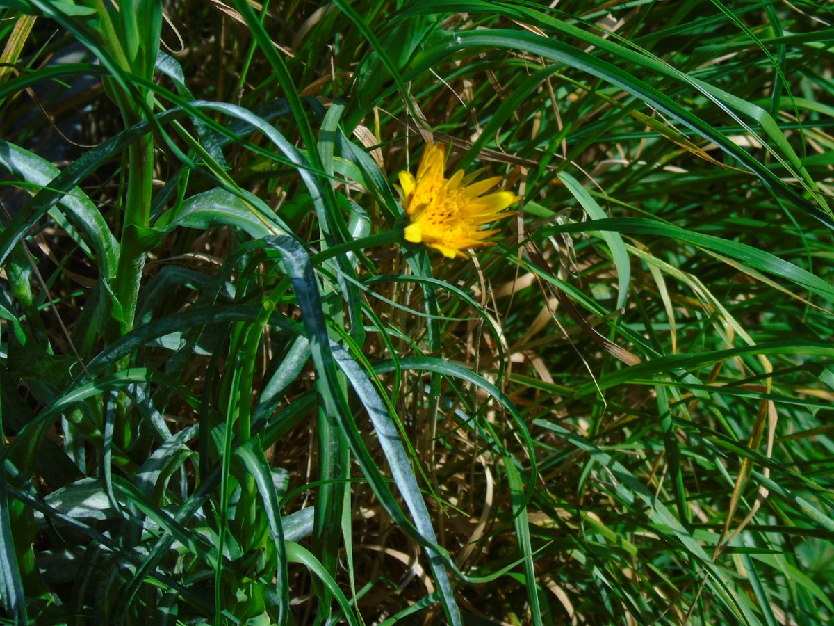 Couple of hrs Oare yesd morn 7.15. Two Barn Owls hunting (West), lots of lovely singing Warblers.......Cuckoo (west) saw two on 28/4.... it was lovely to be back on #MyPatch. #Salsify #goatsbeard