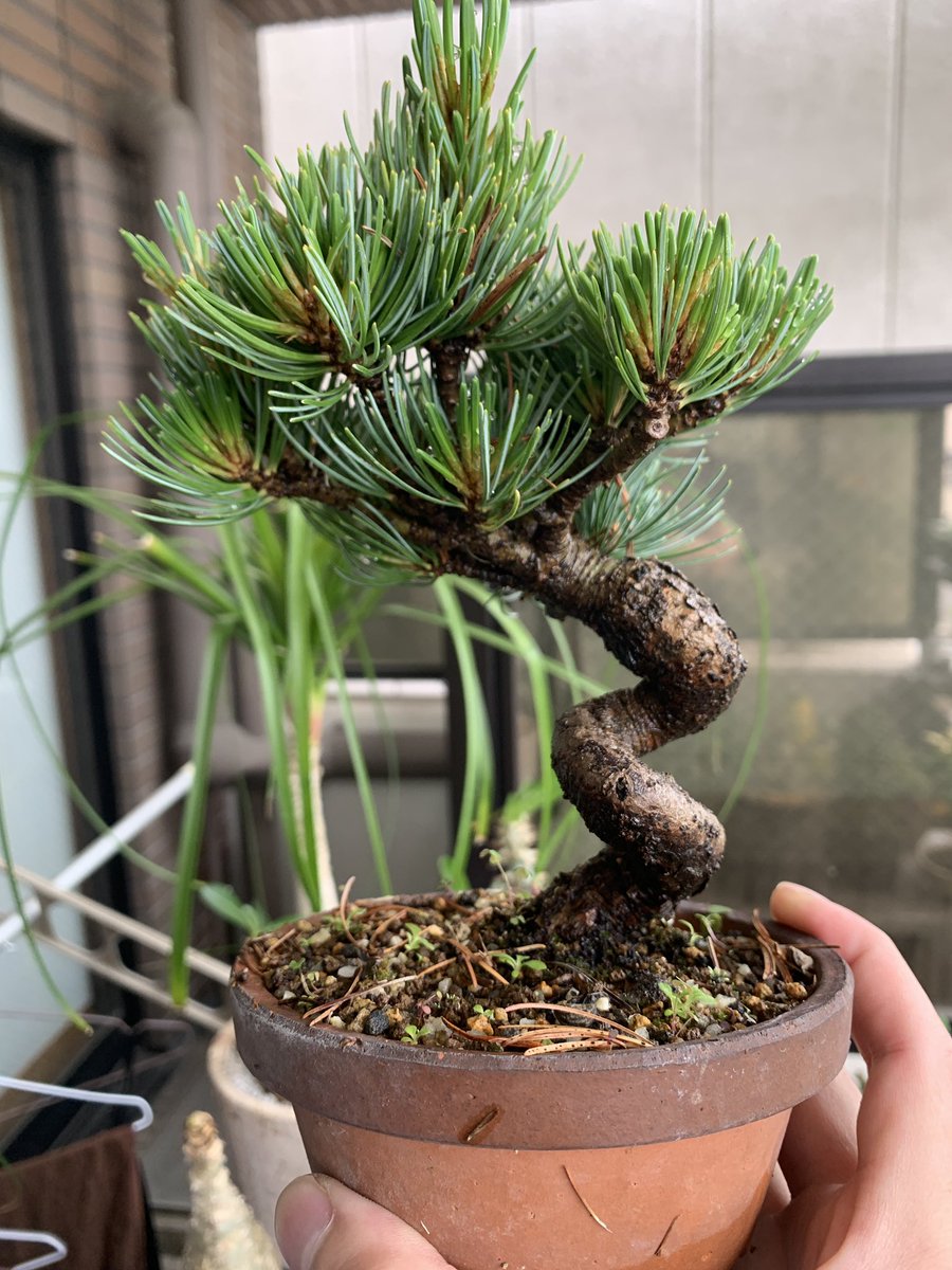 Kai Akiyama/秋山 開 tweet media