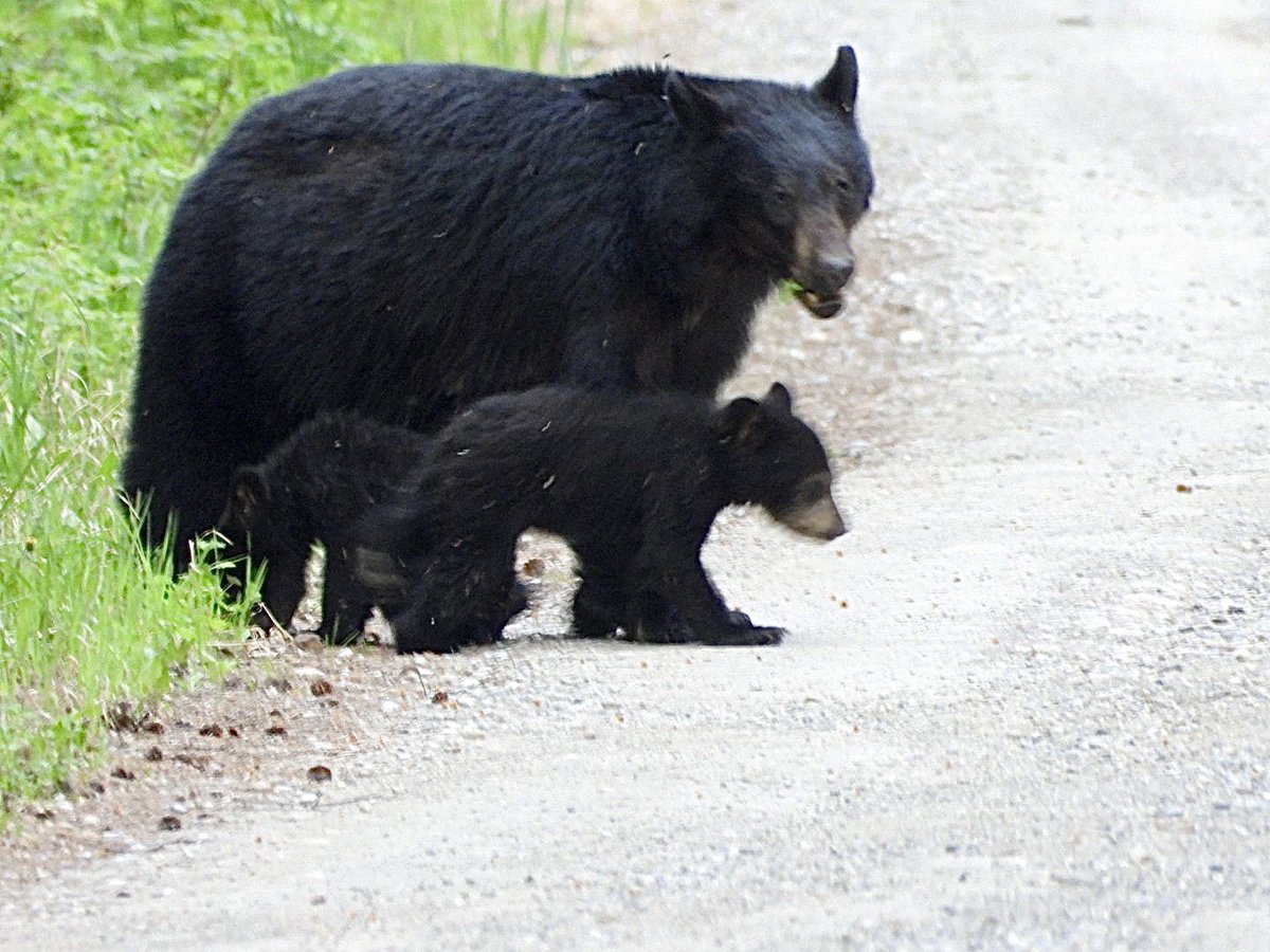 We were lucky to see 6 Black Bears yesterday evening near Golden, including this mother with 2 cubs. The photo is very zoomed in as we kept our distance!