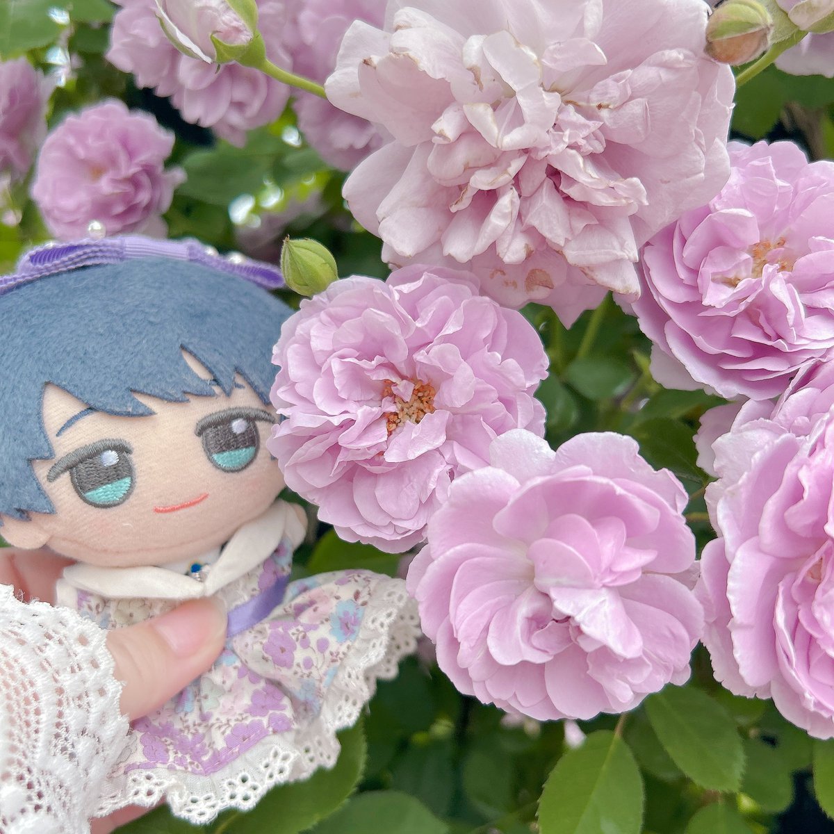 バラを見に行ってきました💐
どれも綺麗で、香りの違いもあって面白かったです🙌🙌🙌