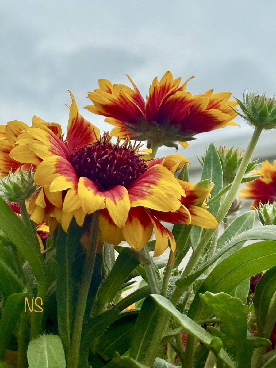 💃NS💃🇺🇸🕊 tweet media