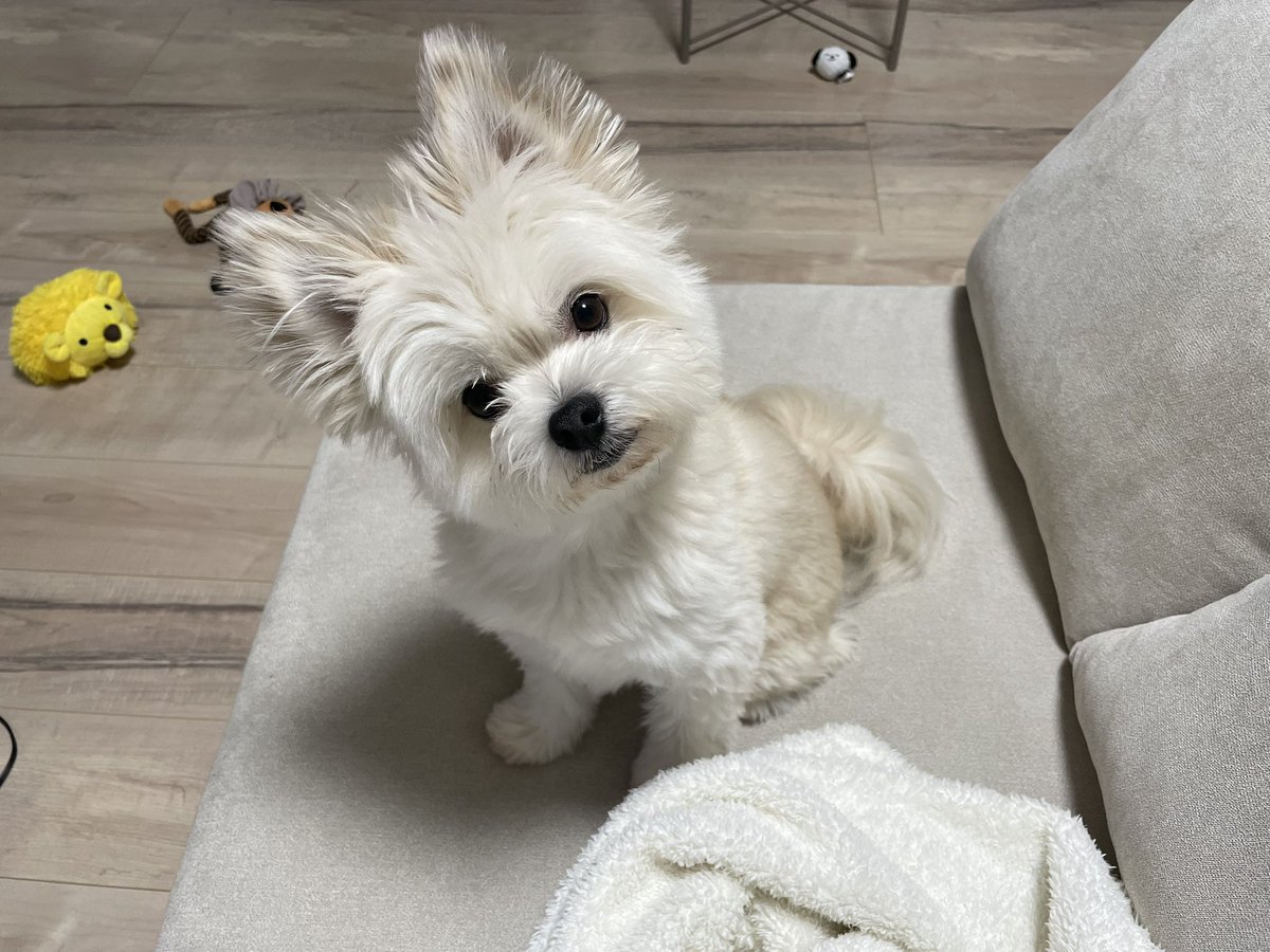 これは「ダメ」という日本語だけ都合よく理解出来なくなる犬