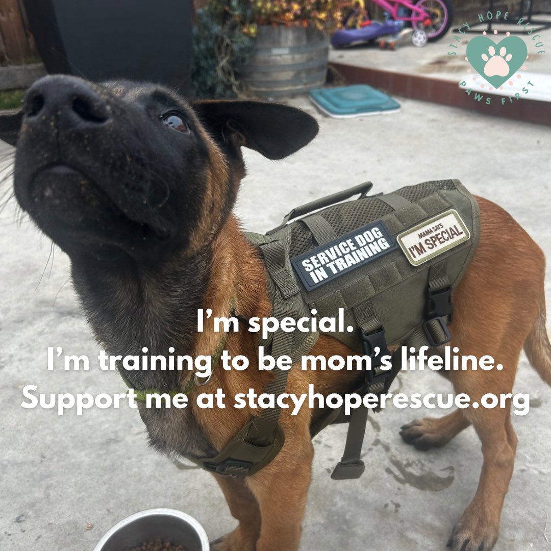 Iza S (@iza_2021) on Twitter photo Through <a href="/StacyHopeRescue/">Stacy Hope Rescue</a> You’re Not Alone program, Loki is being trained as a PTSD service dog for someone who lives with deep emotional wounds and daily health struggles.
This #MemorialDay2025 we honor all the silent battles🥺
Please read story & Donate now to support Loki’s Through <a href="/StacyHopeRescue/">Stacy Hope Rescue</a> You’re Not Alone program, Loki is being trained as a PTSD service dog for someone who lives with deep emotional wounds and daily health struggles.
This #MemorialDay2025 we honor all the silent battles🥺
Please read story & Donate now to support Loki’s