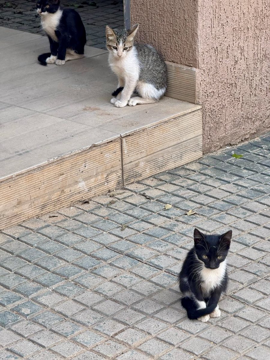 Juan Pessolani tweet media