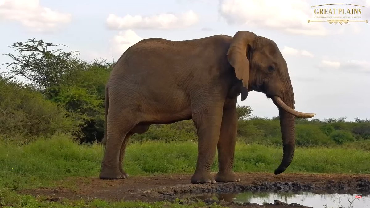 prox4u's tweet photo. #africanwildlive ol donyo https://t.co/mh46kUgUue