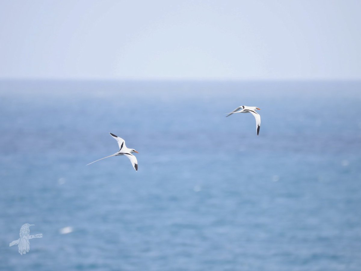 White-tailed tropicbird
Chirre Coliblanco 
Phaethon lepturus

📍 Arecibo, Puerto Rico 🇵🇷

#BirdsSeenIn2025 #PuertoRico #birding #birdwatching #birdphotography #eBird