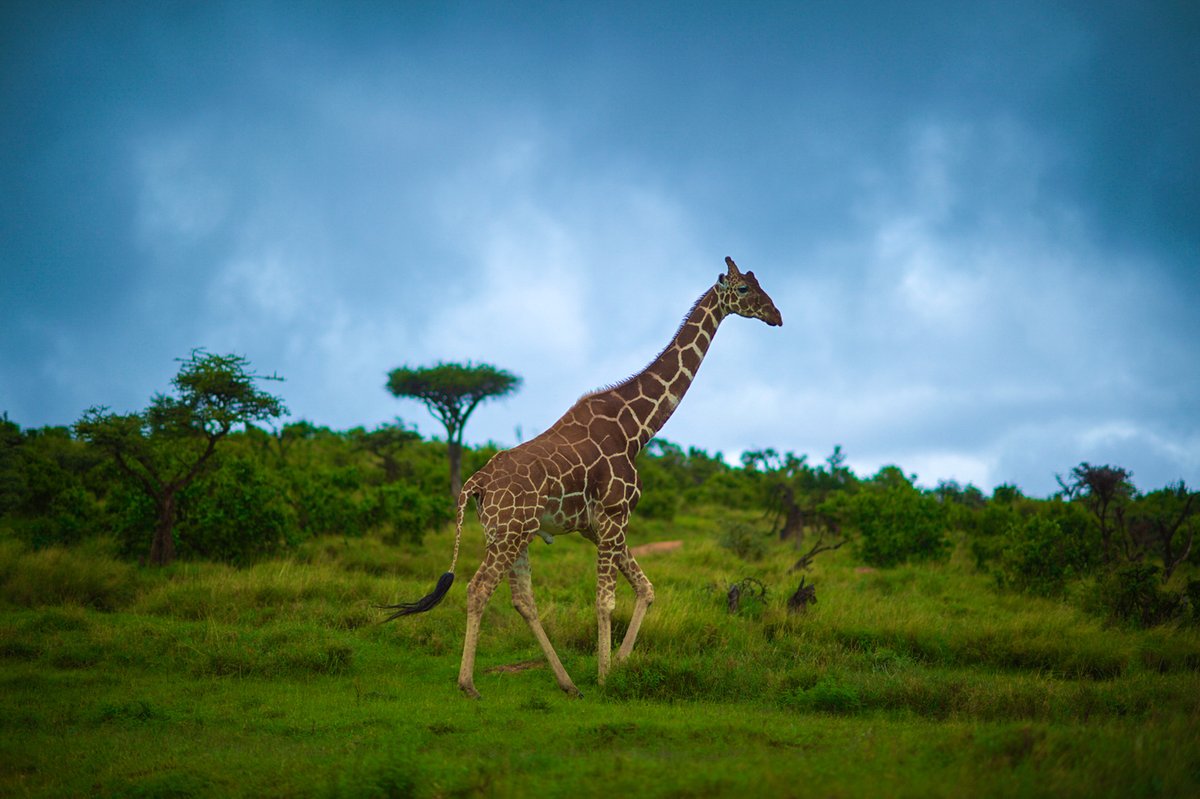Lewa Wildlife Conservancy (@lewaconservancy) on Twitter photo Invasive plants pose a significant threat to rangelands, which are vital ecosystems supporting diverse wildlife.
To combat this, we cleared 35 acres, enabling native species to flourish and continue supporting Lewa-Borana wildlife.
📸 <a href="/MartinBuzora/">Martin ₿uzora</a>
#Lewa #Rangelands Invasive plants pose a significant threat to rangelands, which are vital ecosystems supporting diverse wildlife.
To combat this, we cleared 35 acres, enabling native species to flourish and continue supporting Lewa-Borana wildlife.
📸 <a href="/MartinBuzora/">Martin ₿uzora</a>
#Lewa #Rangelands