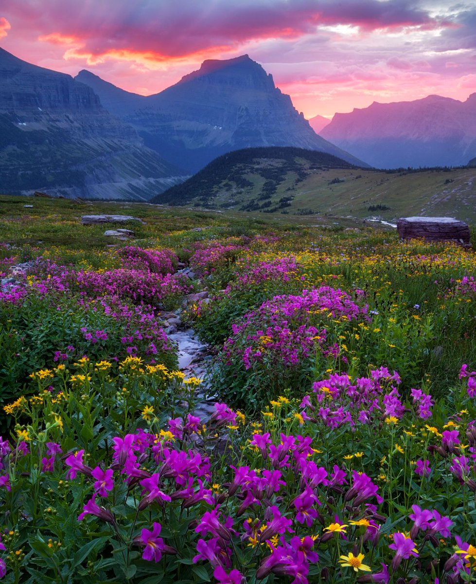 SoEarthen's tweet image. Glacier National Park, Montana  #Meadow #Sunrise