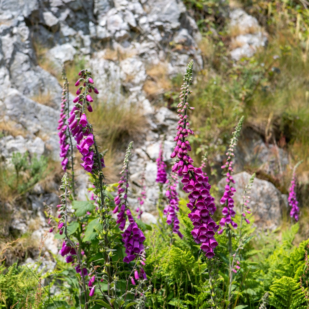 Each season brings its own charm to our grounds, but there's something extra special about wildflower season. Just look at these vibrant foxgloves adding a splash of colour around the castle!

#rochcastle #celticcollection#pembrokeshire #castle #wildflower #foxglove