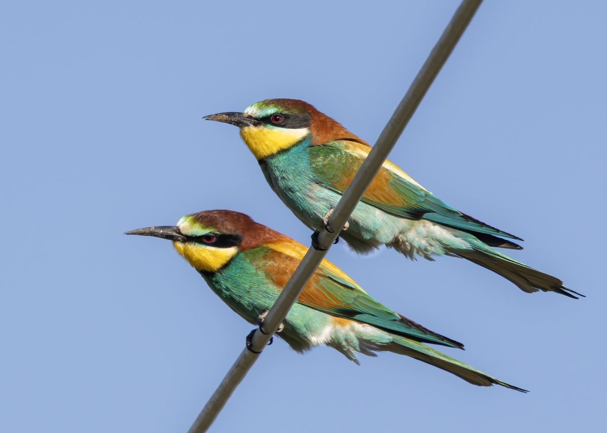 _TCartz's tweet image. European Bee-eater
Like most other Mediterranean counties, wherever we visited on Lesvos. The Bee-eaters were always present. Such stunning birds.
macaulaylibrary.org/asset/636538193
