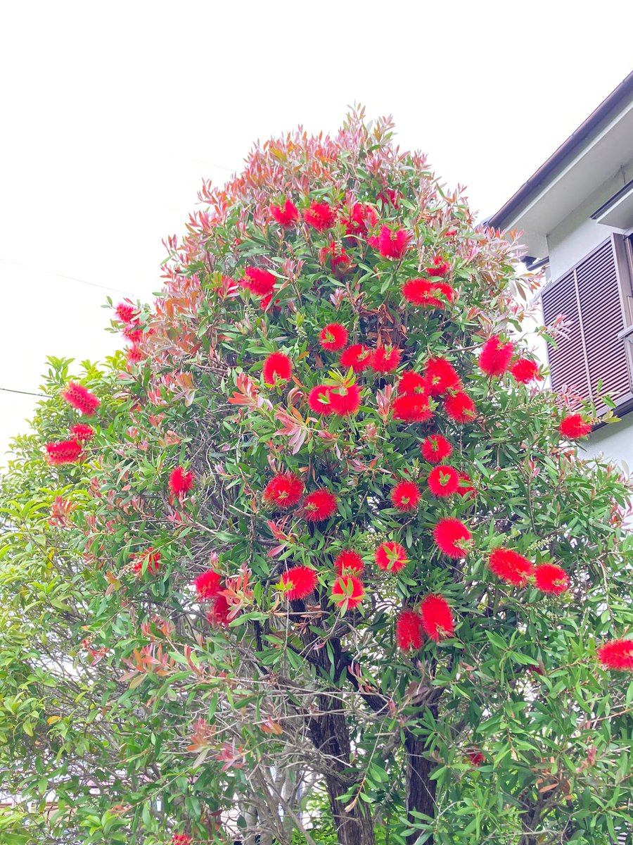 kaz6thlife's tweet image. 🌃✨
Night came.

I was watching #TVProgram about #AtomicBomb&apos;s history...

Good night❣️
Happy dream for you all❣️🙏

                               ⏰23:05