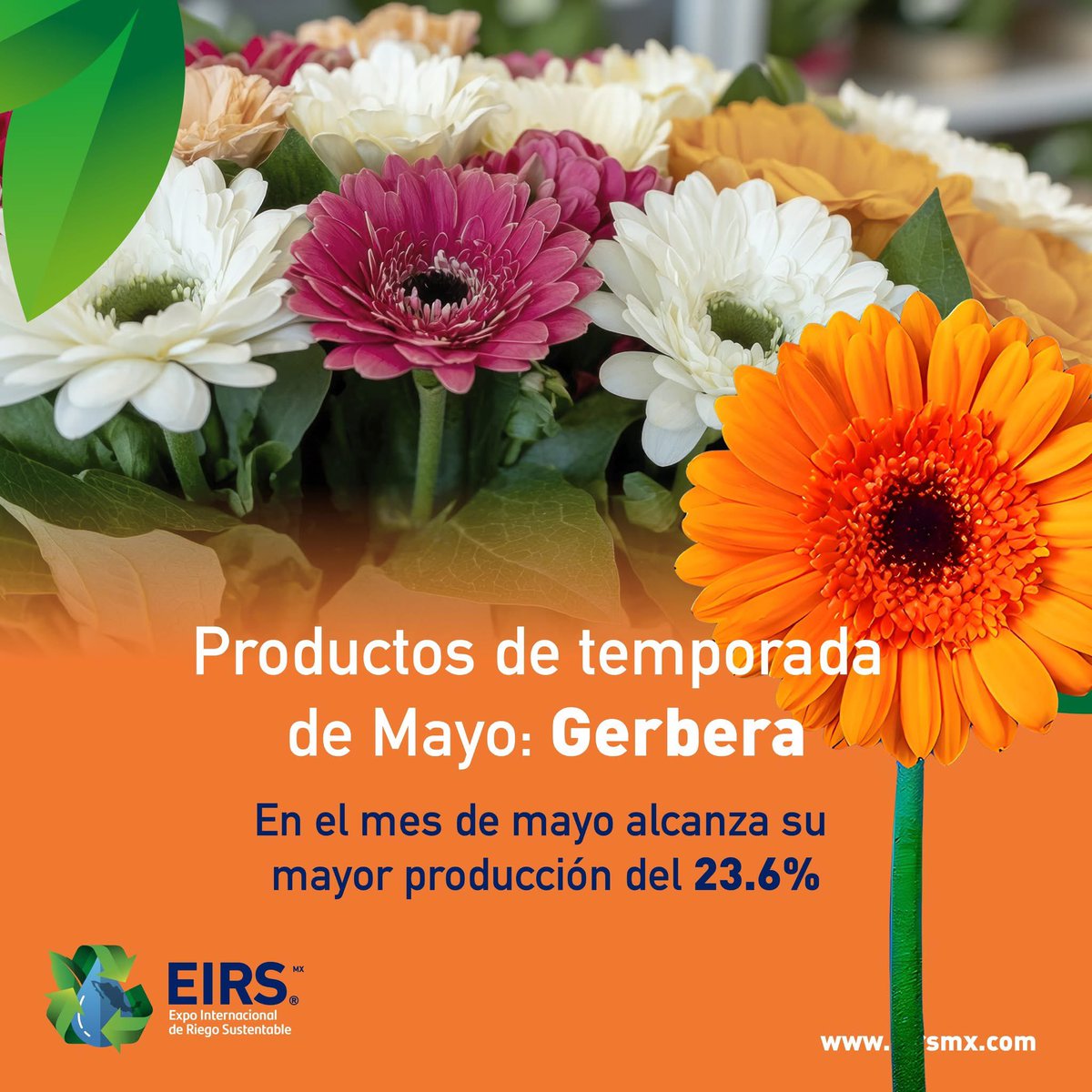 🌺 Gerbera Jamesonii es una flor OrnamentaL
🌺 La planta ornamental es aquella que se cultiva y se comercializa con propósitos decorativos por sus características estéticas
🌺 💦 El riego debe ser aéreo o localizado y frecuente antes de enraizarse la planta