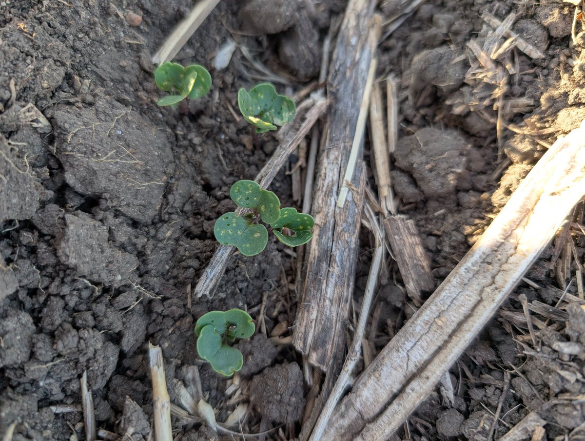 Flee beetle buffet brought to you by #buteo