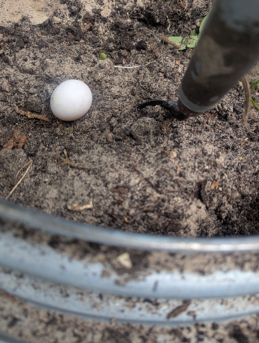 Just found this pigeon egg buried in a very high (4ft) and deep planter, must have been a fox