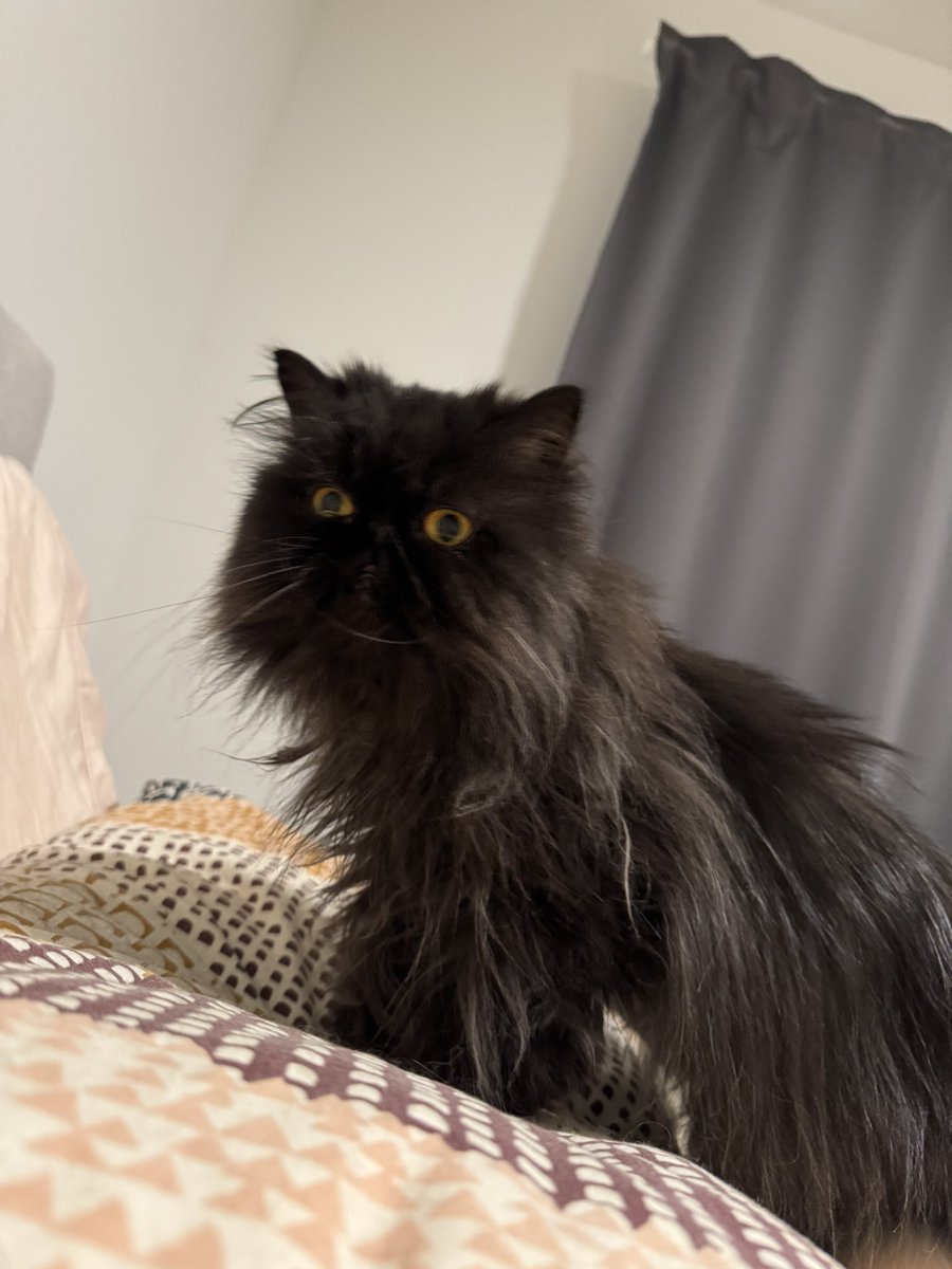 Maman, ya yepetaste? Mi peinas pala irme a la escuelita? Qero ir muy epongosa.