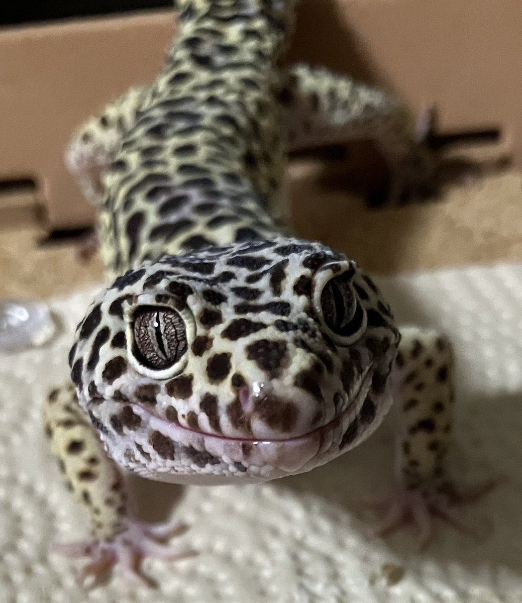 WriteItOutForMe's tweet image. my leopard gecko - mack snow - Soon to be 5 years old. He is such a kind, gentle, and considerate gecko. He communicates with his eyes