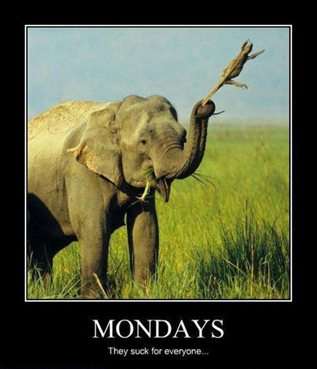 drmercerauthor's tweet photo. #MemeMondayMadness
#StartTheWeekWithMemes
#LaughAwayMonday
#MondayMoodMemes
#DankStartToTheWeek
#MemeMonday
#StartTheWeekWithMemes
#LaughAwayMonday
#MondayMood
#authordonnarmercer
#sassywriterpublishing
#elephantlife https://t.co/w6zglgZIw2