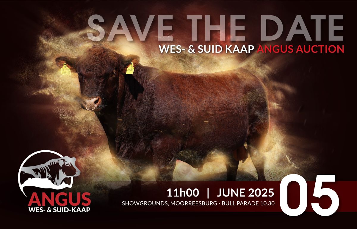 Die jaarlikse Wes- en Suid-Kaap #Angus-veiling sal 5 Junie 2025 by die Swartland-skougronde in Moorreesburg plaasvind. 8 rooi Angusbulle, 12 swart Angusbulle, 4 vroulike stoetdiere en 20 dragtige kommersiële verse sal op aanbod wees. Kontak Hoffie van Blerk op 083 455 1151.