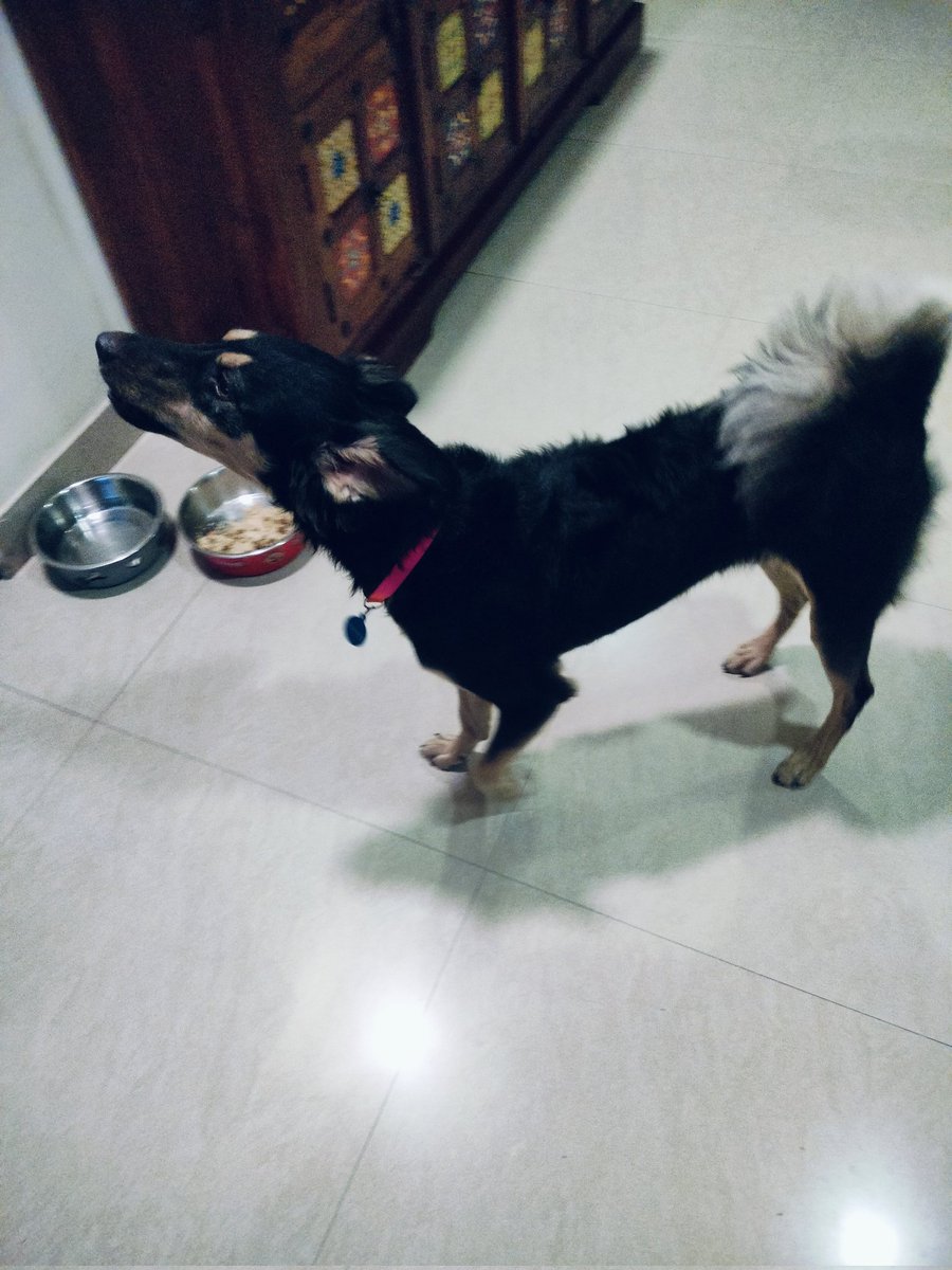 yapragun's tweet photo. #Pepper is here 🥰 for two days and #Billo is busy in finding a remote and unreachable spot in the home and finally sat on the roof of almirah!🤷🙂 https://t.co/BME62EeSHL