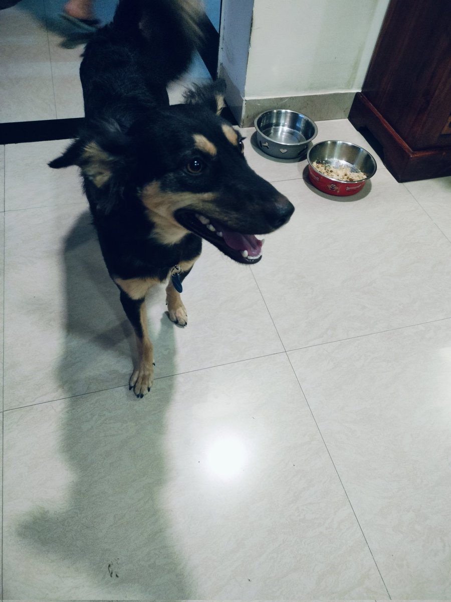 yapragun's tweet photo. #Pepper is here 🥰 for two days and #Billo is busy in finding a remote and unreachable spot in the home and finally sat on the roof of almirah!🤷🙂 https://t.co/BME62EeSHL