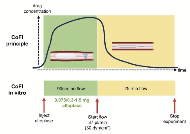 CVE_ARTORG's tweet photo. Short exposure to microdoses of alteplase are sufficient to dissolve microthrombi in a microvascular obstruction model!
Details in: https://t.co/6HTScFM4c3
@CorFlowinc @unibern @ethz @UZH_en https://t.co/VVYilO3UIJ