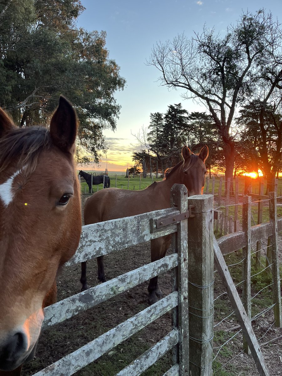 Que tengan una muy buena jornada !  #LunesdeCaballos