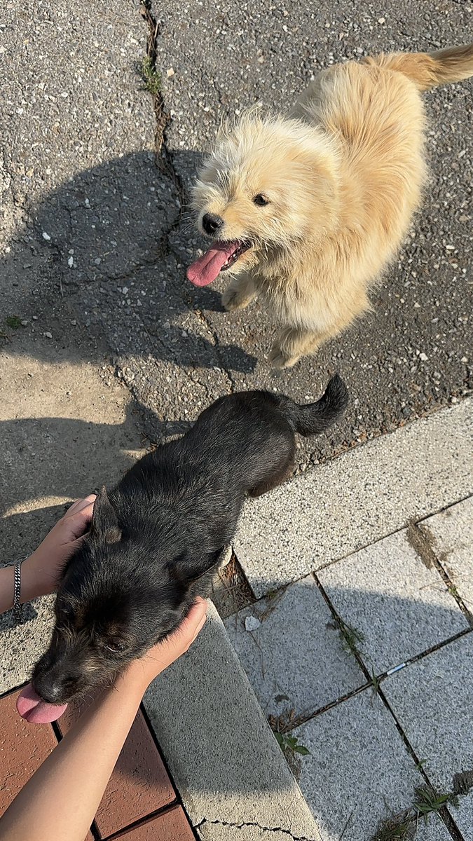 iydrurs's tweet photo. 完全に犬派です🫳🏻🐶💕 https://t.co/OGM2TX4qq1