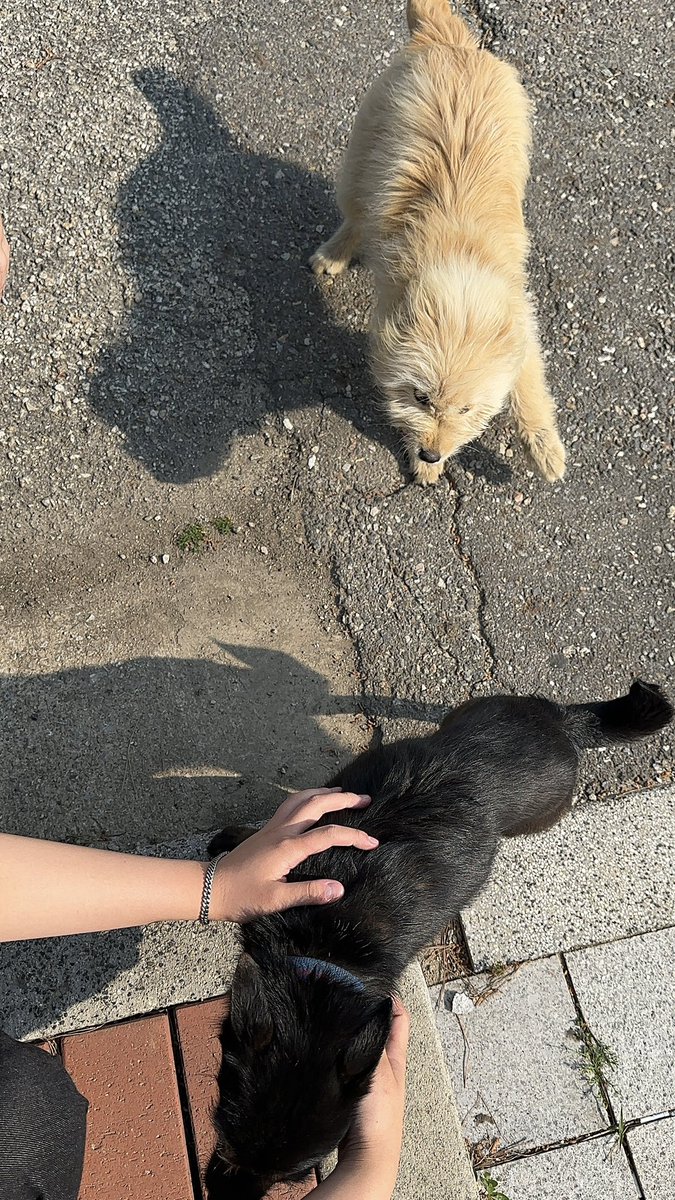 iydrurs's tweet photo. 完全に犬派です🫳🏻🐶💕 https://t.co/OGM2TX4qq1