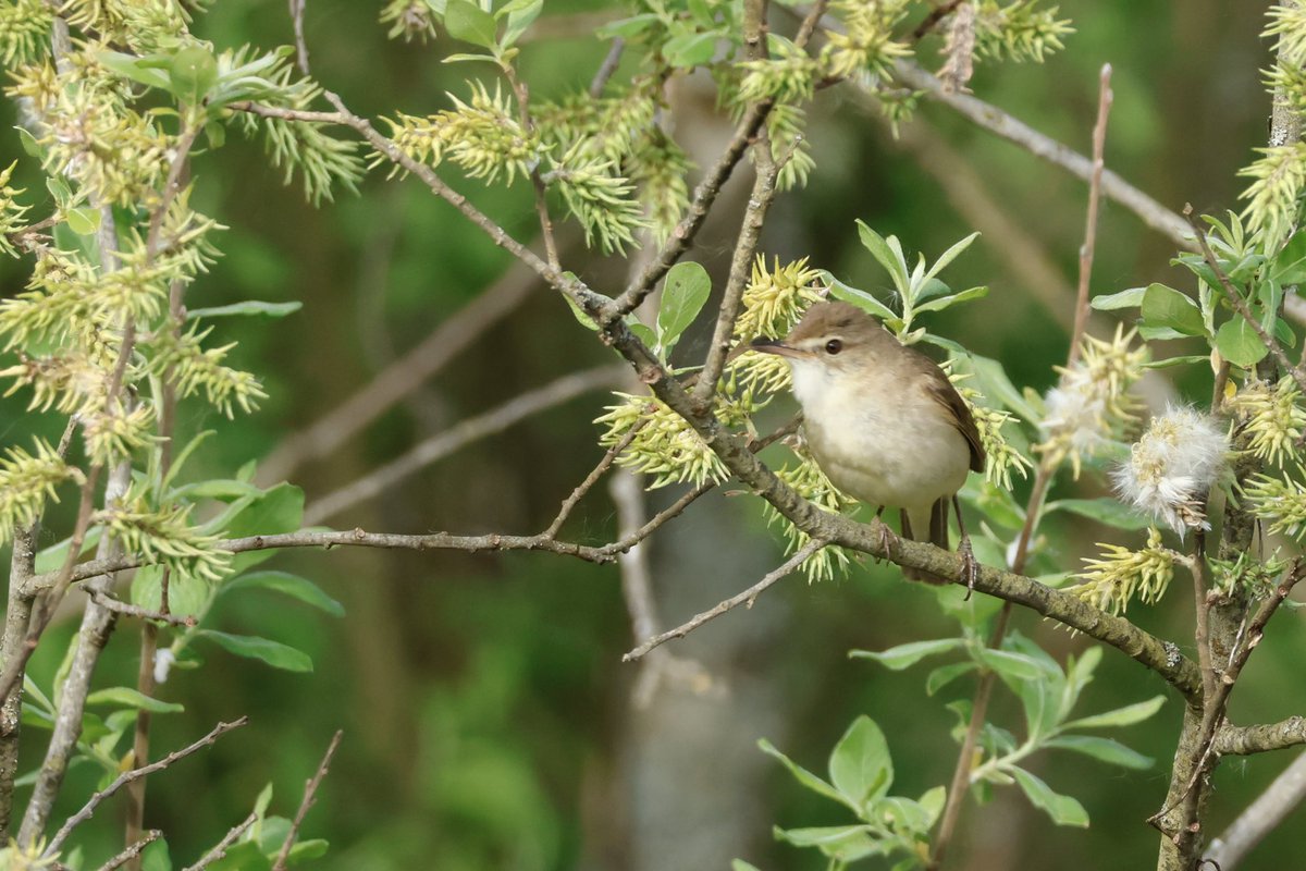 Ben Collins-Smith tweet media