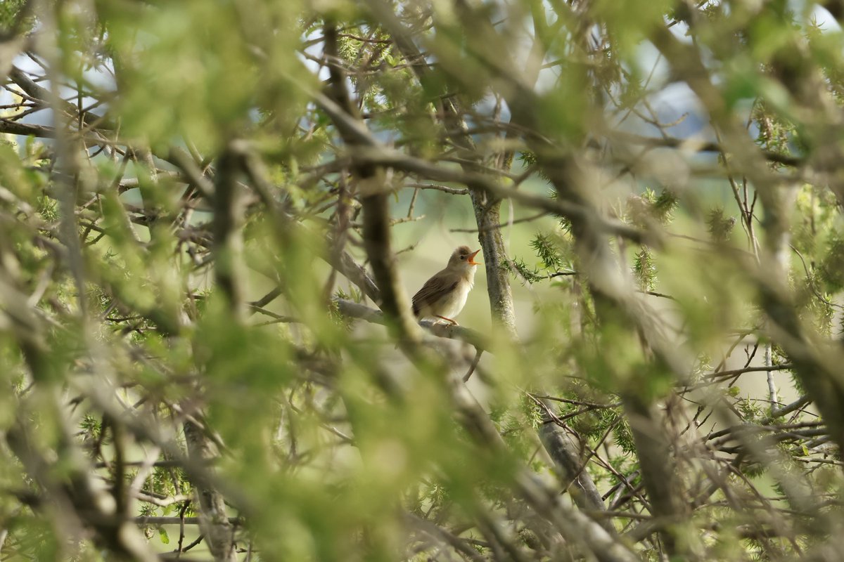 Ben Collins-Smith tweet media