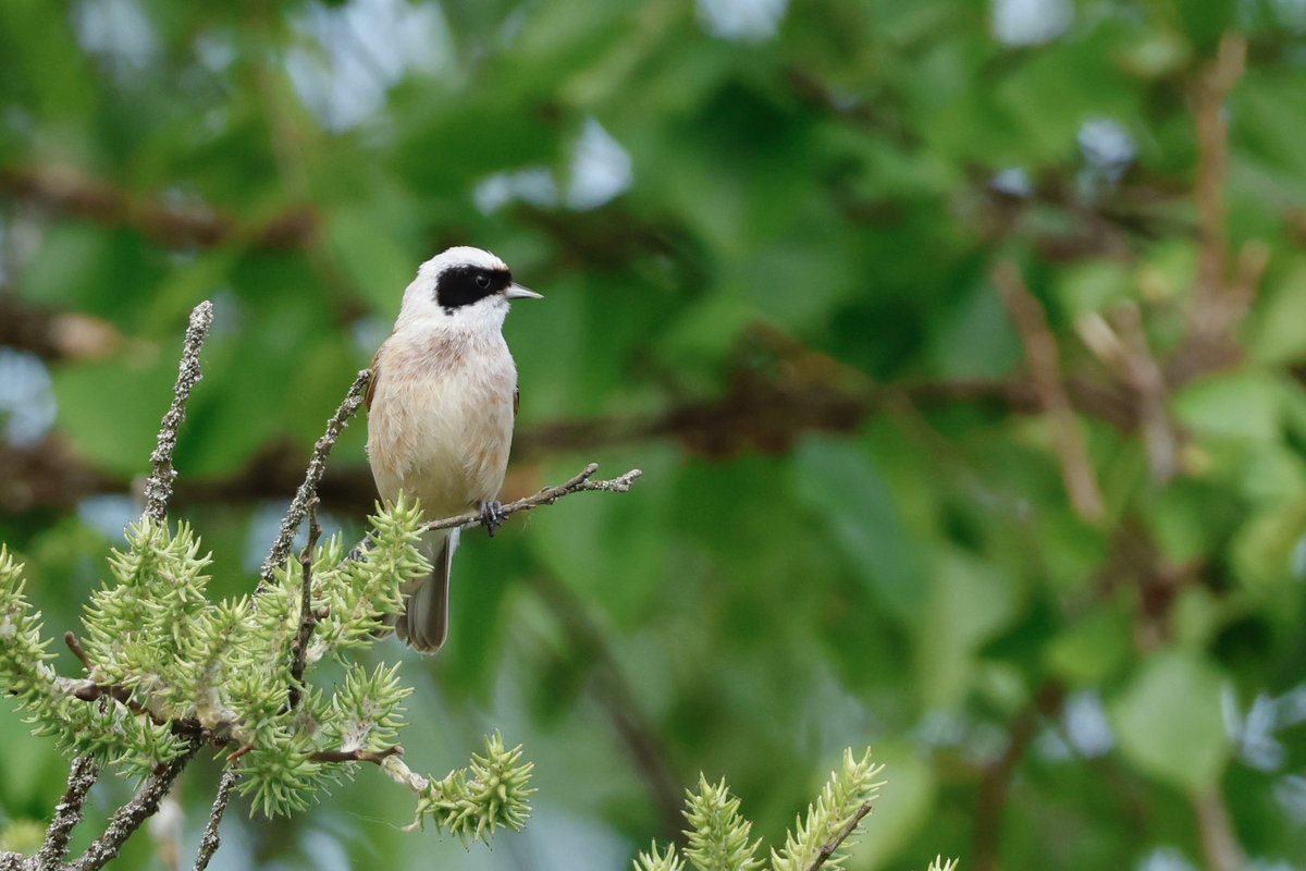 Ben Collins-Smith tweet media