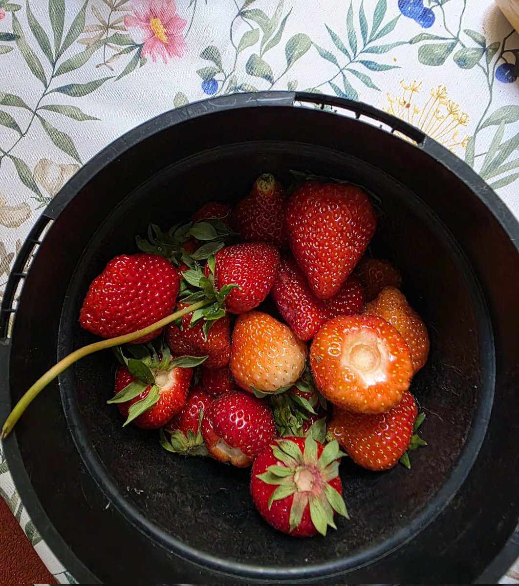 Afternoon potting on session, homegrown strawberries being put to good use...